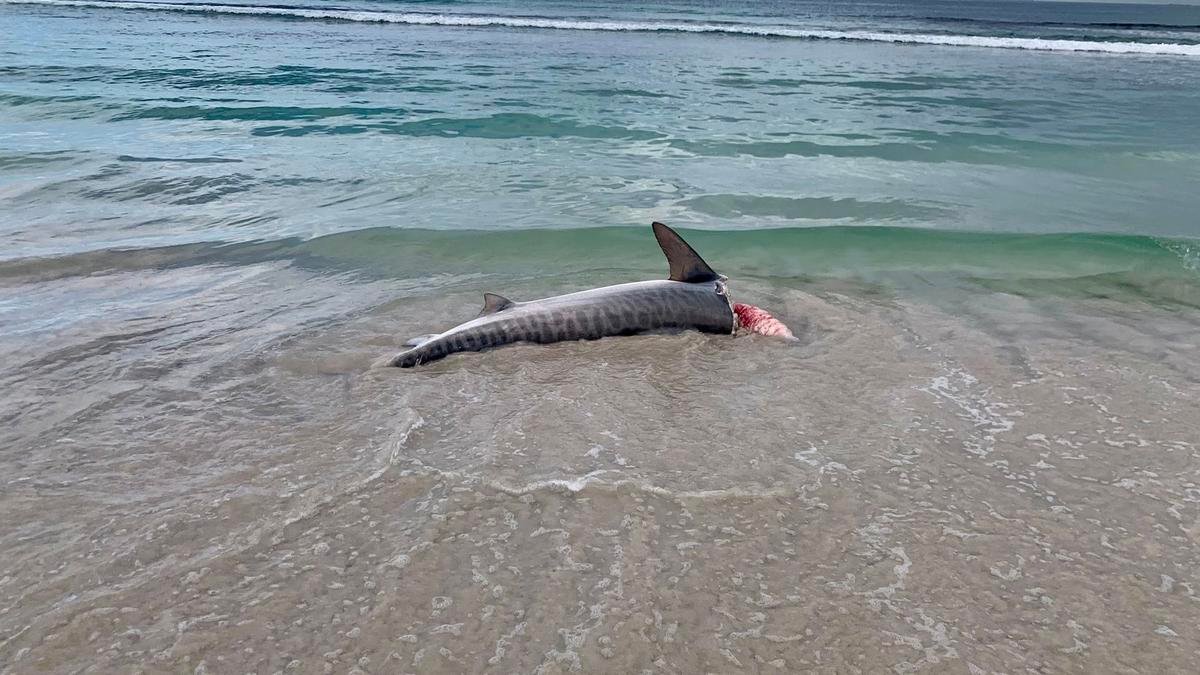Beheaded Tiger Shark Found on Australian Beach: What Happened?