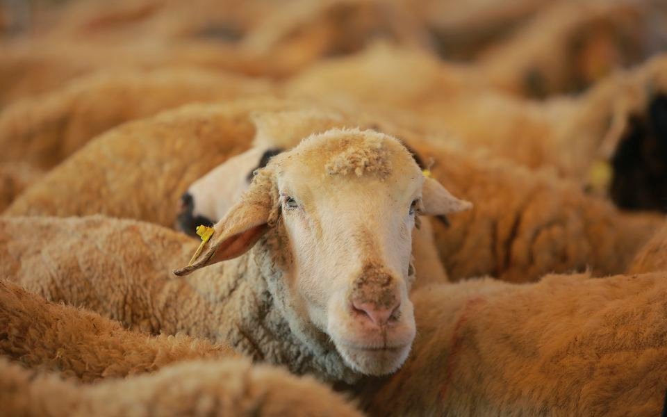 Foot-and-Mouth Disease Spreads to More Farms in Cyprus