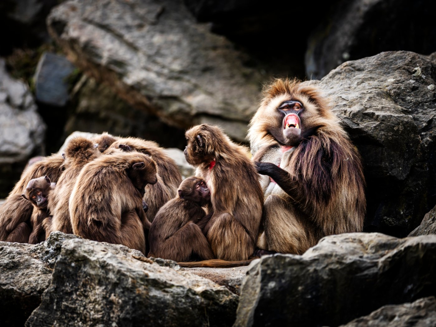 Zurich Zoo Euthanizes 10 Gelada Baboons Due to Overpopulation