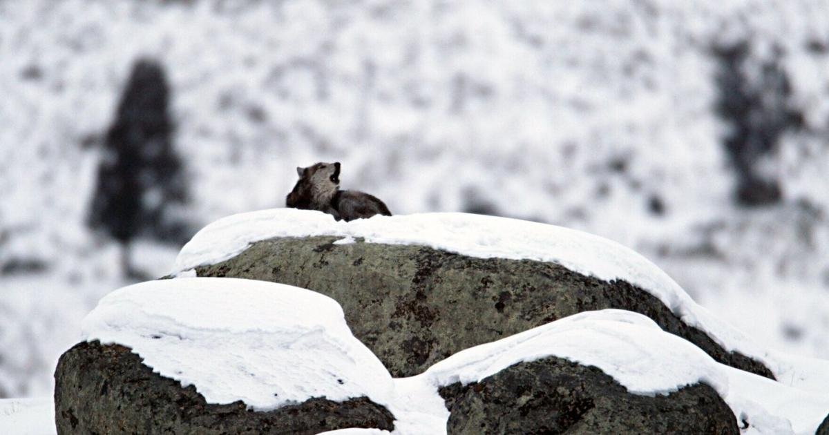 Yellowstone Wolves Sing the Night Away: New Study Reveals Peak Howling Hours