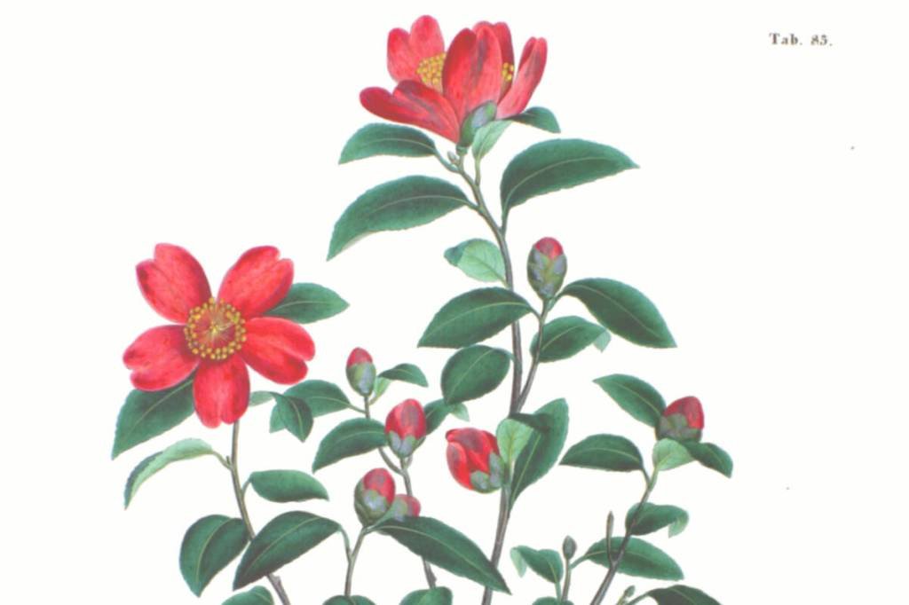 Plant Discoveries Fuel Botanical Research and Understanding