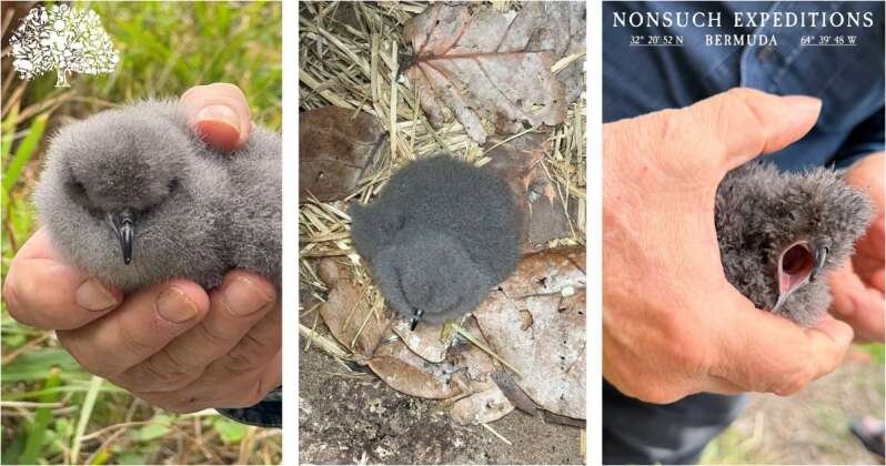 CahowCam: Researchers Anticipate Cahow Chick Hatching on Nonsuch Island