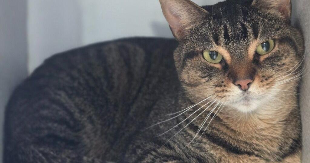 Declawed Cats Seeking Homes at Driftless Humane Society