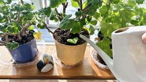 March Gardening: Seed Swaps and Spring Activities