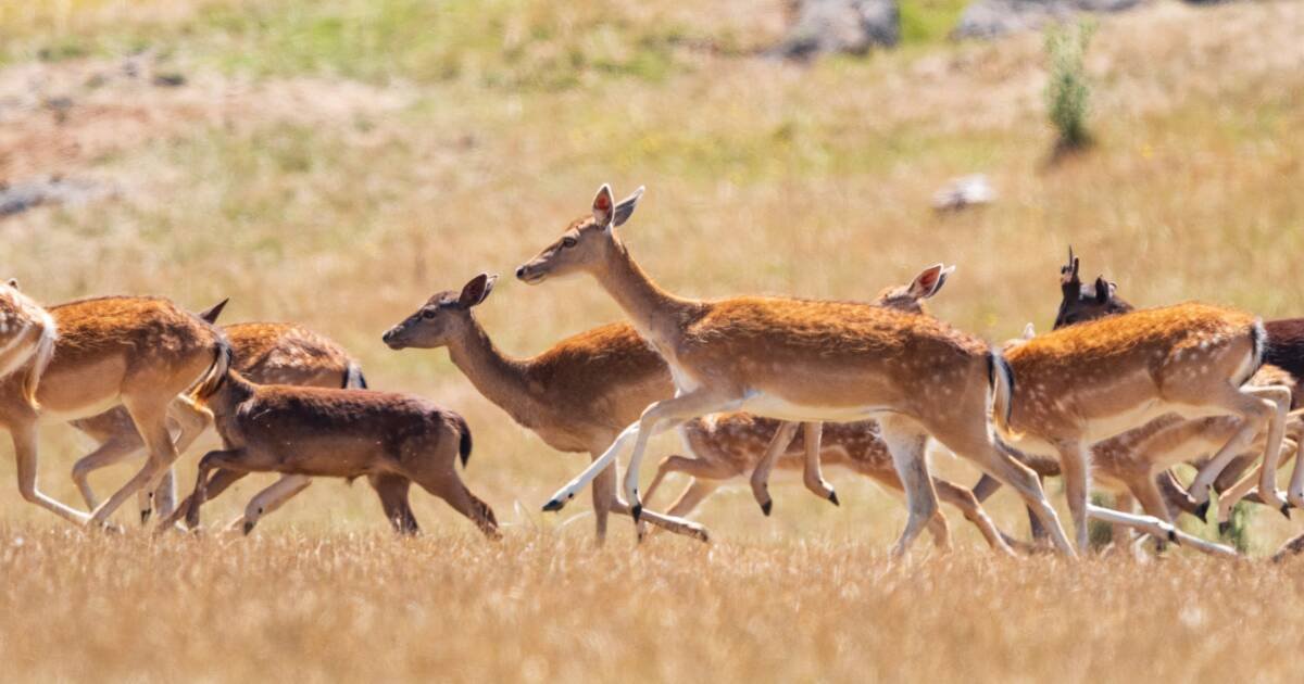 Deer Overpopulation: Impacts on Farms and Communities