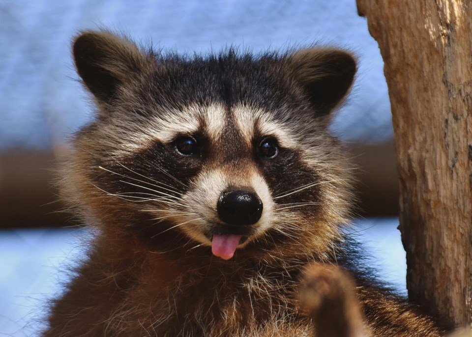 Raccoons Smart: Vancouver Study Shows Puzzle-Solving Skills