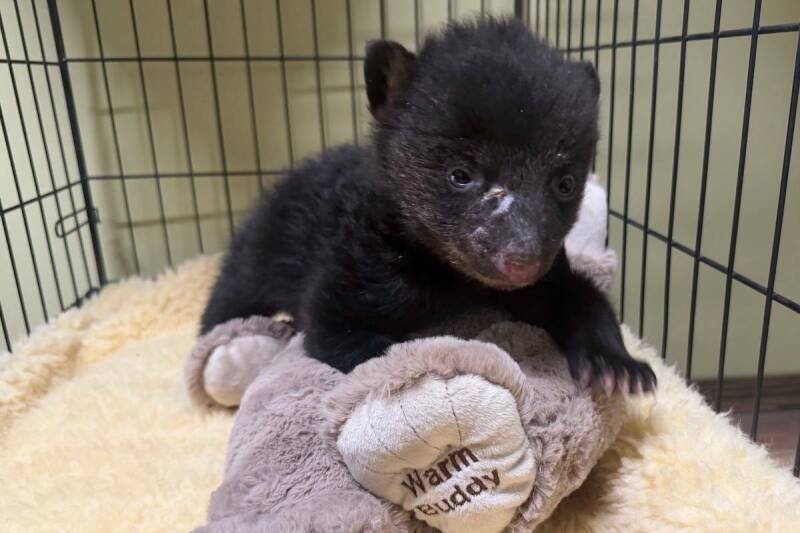 Jelly the Bear Cub: Rescue Story, Implications, and Future for Wildlife