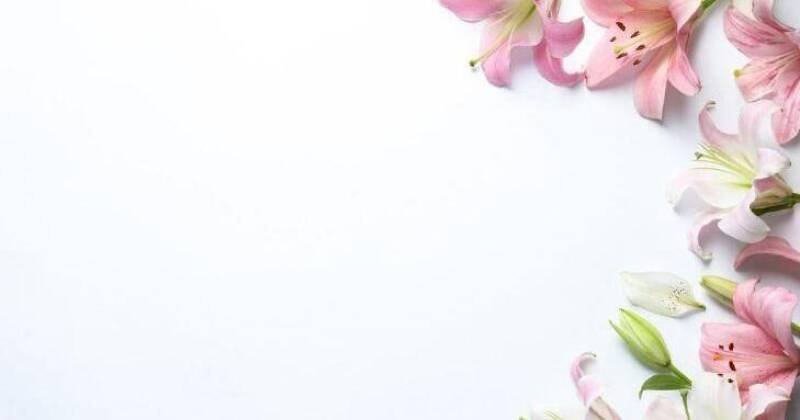 Easter Lily Care: Extend Beauty Beyond the Holiday