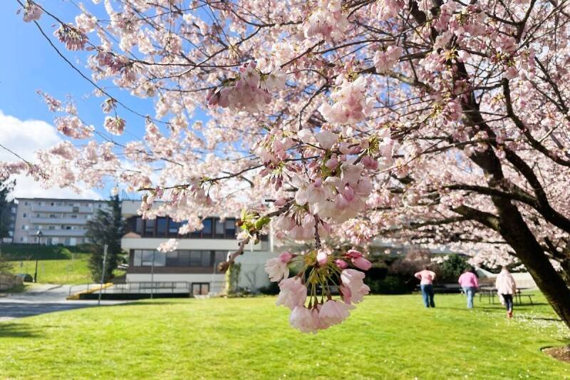 Campbell River Cherry Blossoms: Enjoy the Bloom with New Picnic Tables