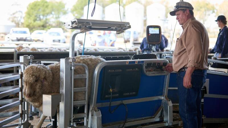 Merino Sheep Trial Coming to WA: What it Means for Farmers