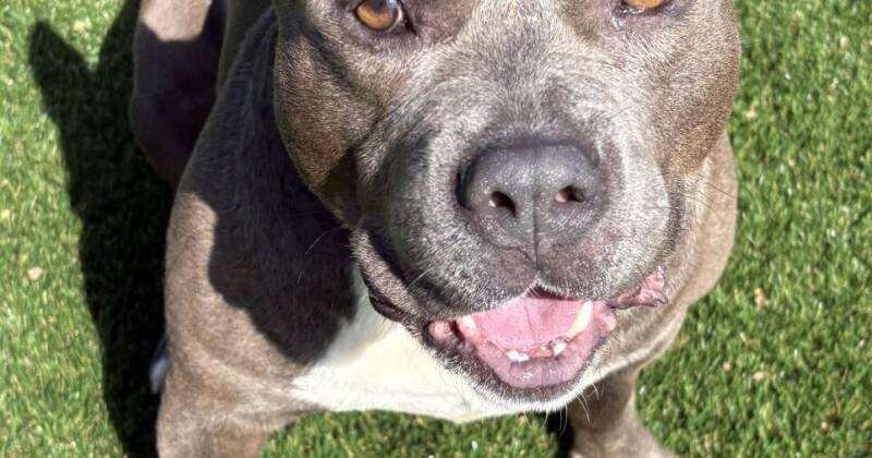 Jameson: Dog of the Week at Maryville Alcoa Animal Rescue Center - Meet Your New Best Friend!