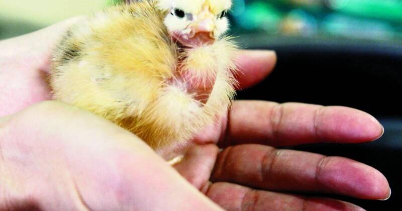 Health Officials Warn: Baby Birds and Salmonella Risk - What You Need to Know