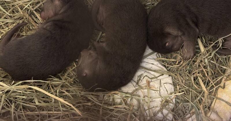 Toronto Zoo Celebrates First River Otter Births in Over 40 Years