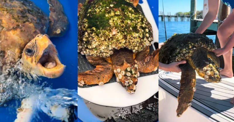 Sea Turtle Rescue: How One Woman Saved Syrena From a Barnacle Infestation
