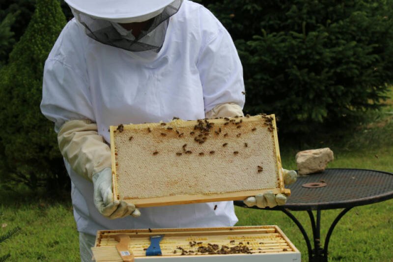 Importing Queen Bees: Is it Really Helping Canadian Beekeepers?
