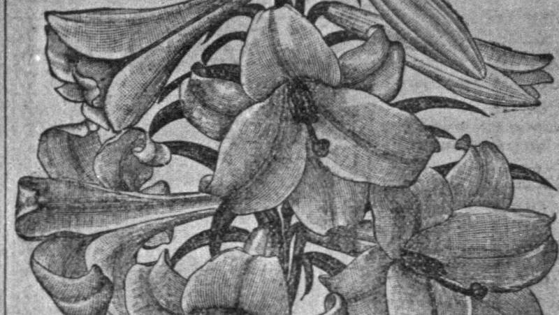 Easter Lilies in Sioux City: A Century of Spring Demand