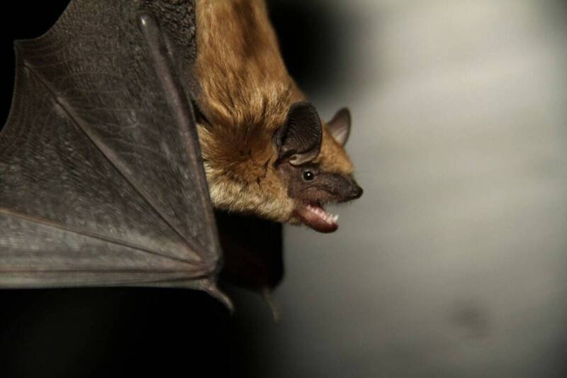 Bat Conservation: Why Protecting Bats Benefits Everyone