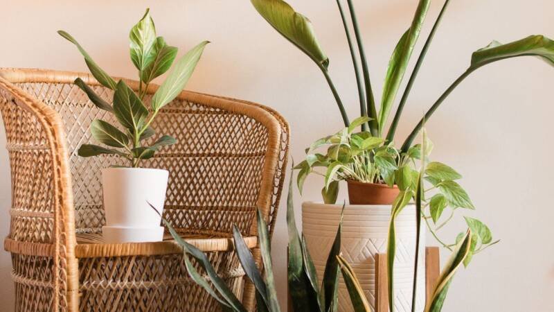 Ficus Audrey: The Easy-Care Houseplant You Need