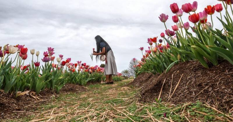 Trunnell's Tulip Bloom: What It Means for Owensboro's Economy