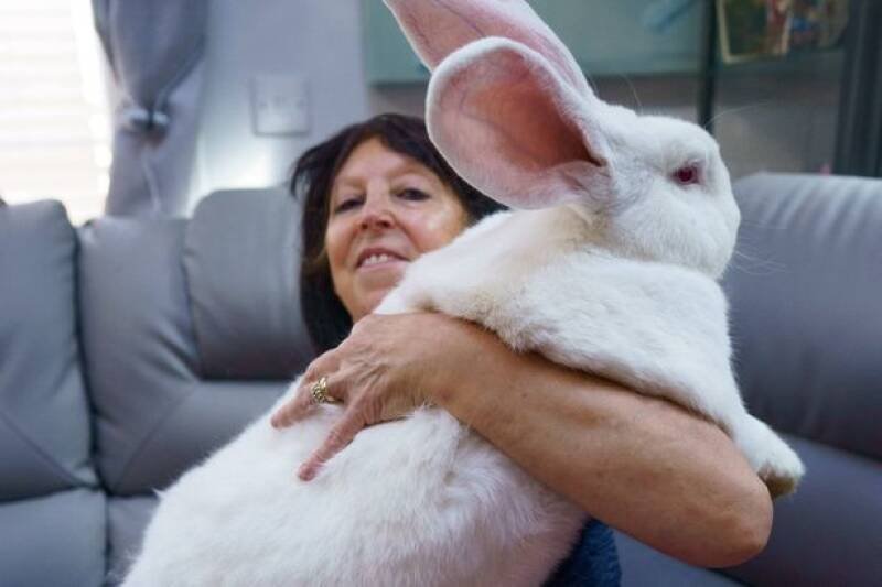 Giant Bunny and Tiny Pal: A Heartwarming Tale of Friendship