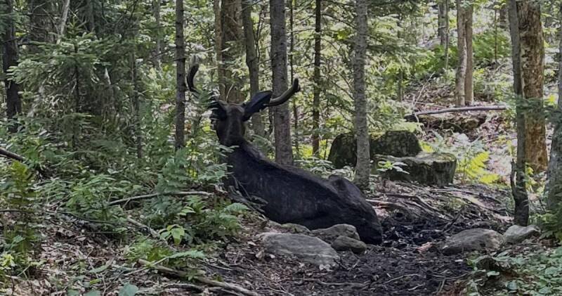 Moose Encounter in the Adirondacks: What It Means for Wildlife and You