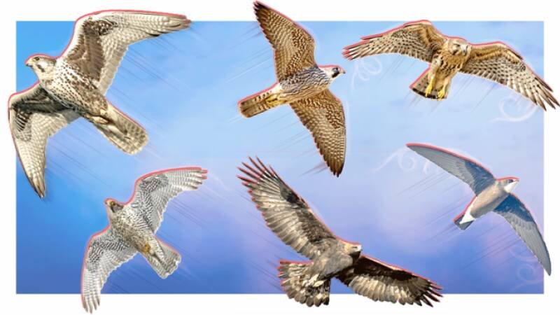 Peregrine Falcon: The World's Fastest Bird and Why You Should Care