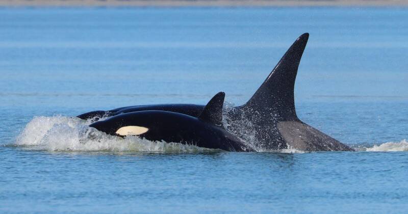 Rare Orcas Visit Seattle: What This Means for Whale Populations