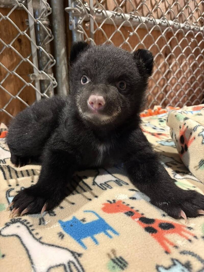 Orphaned Bear Cubs Rescued on Vancouver Island: A Wildlife Success Story