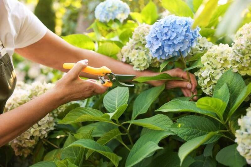 Hydrangea Pruning Guide: Get More Blooms This Spring