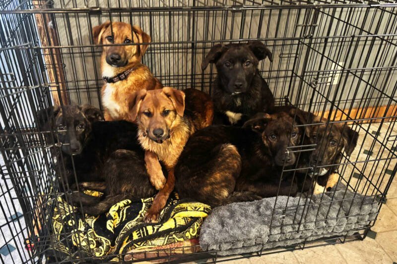 Abandoned Puppies with Bullet Wounds Rescued Near Grand Forks: A Call for Compassion