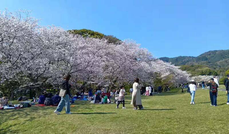Cherry Blossom Viewing Under Threat: Overtourism and Unruly Behavior in Japan