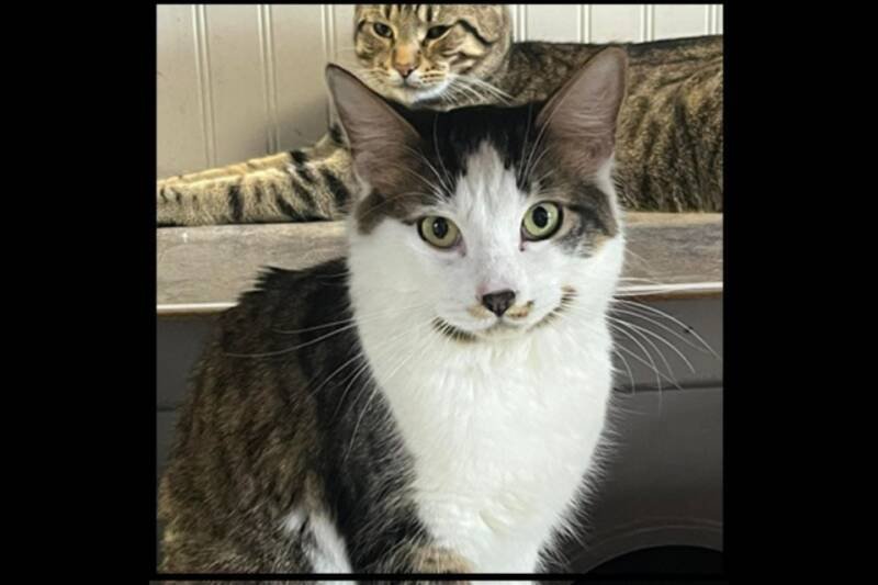 Febe the Cuddle Bug Kitten: Why Adoption Matters