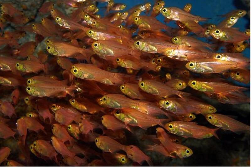 Glowing Thief: Fish Steals Light From Its Prey - A Deep Dive