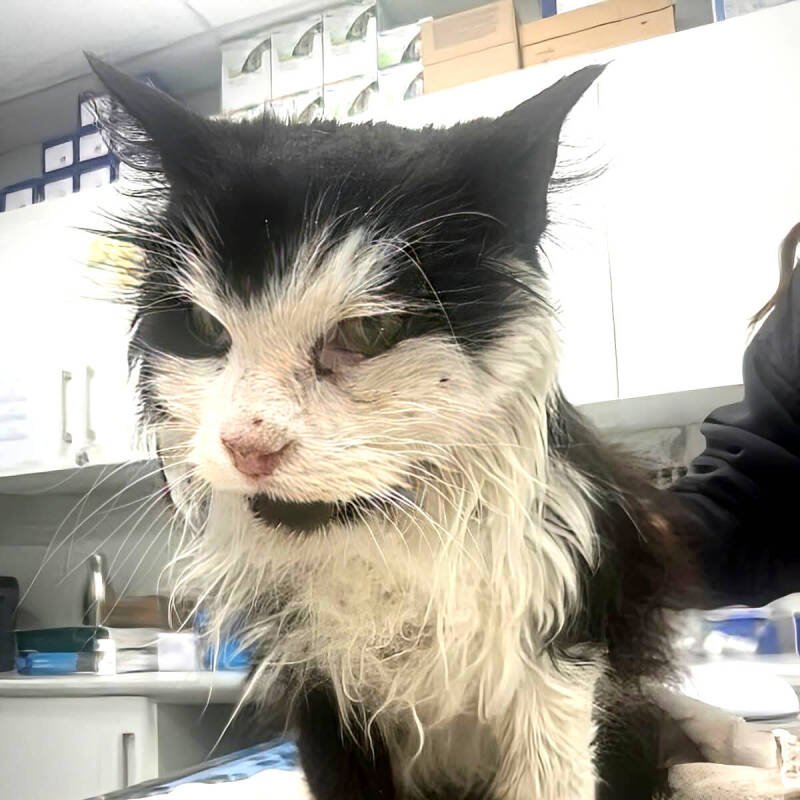 Rescued North Okanagan Cat: From Abandoned to Adored - A Heartwarming Story