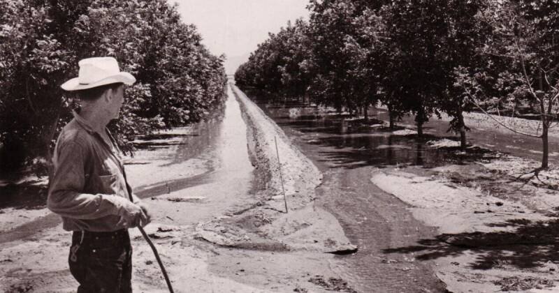 Pecan Trees in Arizona: A History and Future Outlook