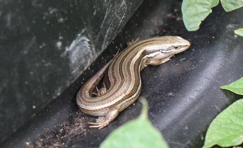 Wildlife in Your Backyard: Discovering Hidden Nature in Urban Gardens