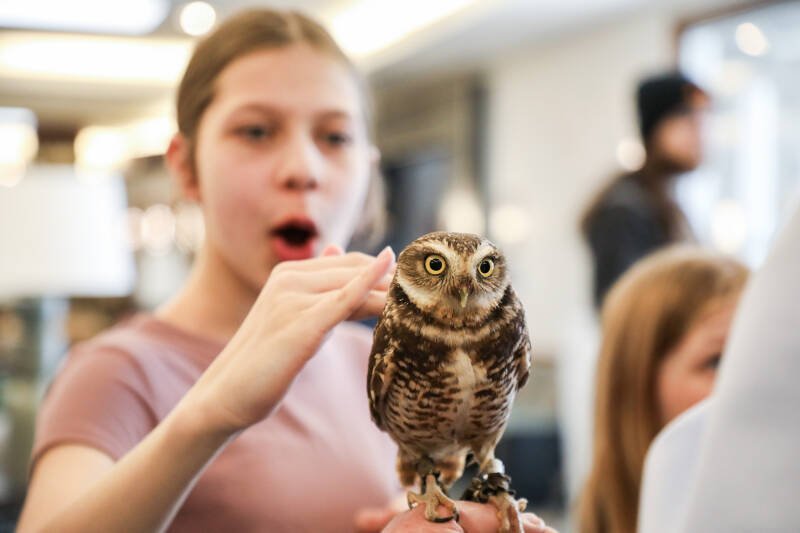 Birds of Prey Display in Canmore: A Close Encounter with Wildlife Conservation