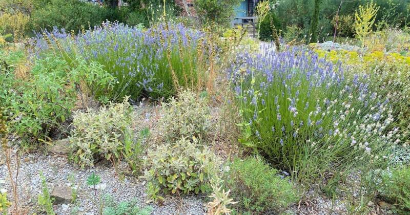 Gravel Gardens: A Simple Way to Reduce Wildfire Risk and Save Water