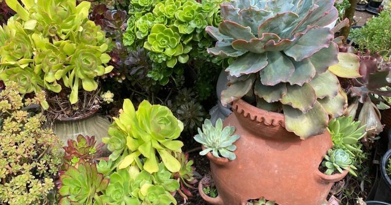 Strawberry Pots: Beyond Strawberries - Creative Planting Ideas and Benefits