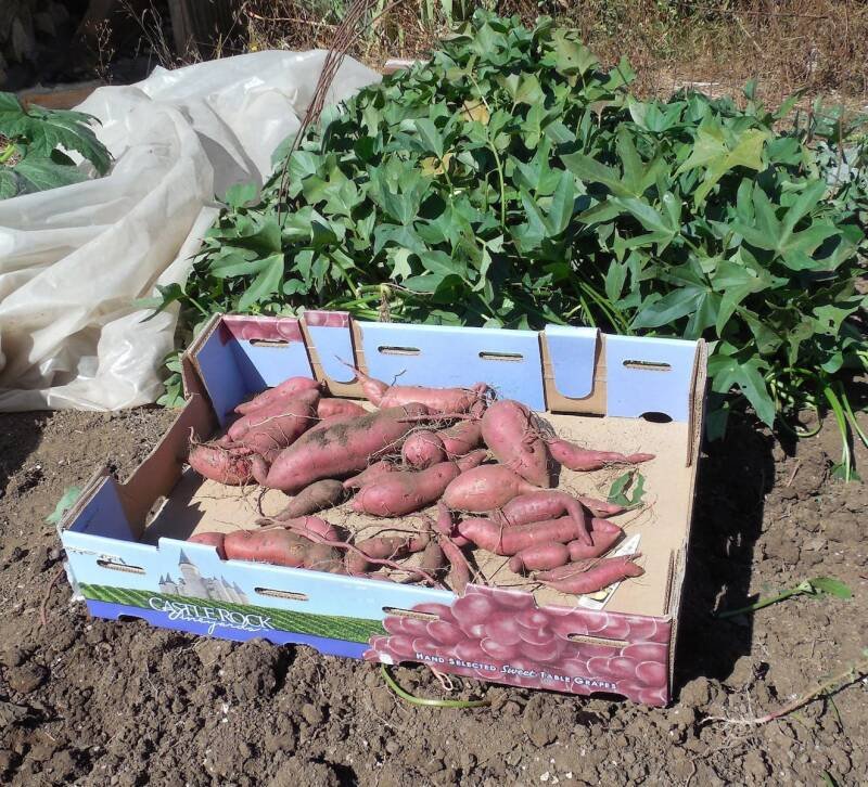 Growing Sweet Potatoes in Oregon: Expert Tips and Tricks