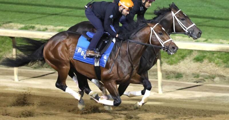 Cox's Commandment Gearing Up for Kentucky Derby: What It Means