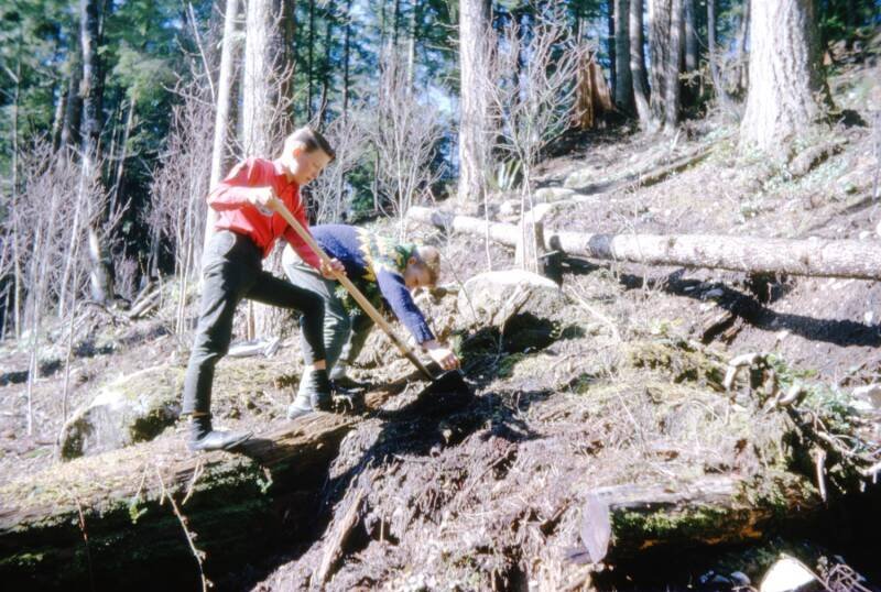 The Unexpected History of Tree Planting: Lessons from 1960s North Vancouver