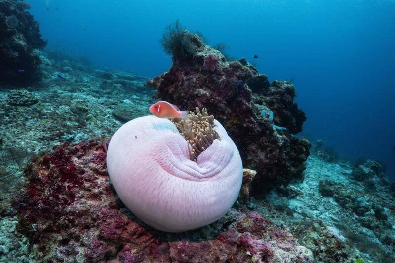 Raja Ampat Coral Reefs Under Threat: Mining vs. Conservation in Indonesia