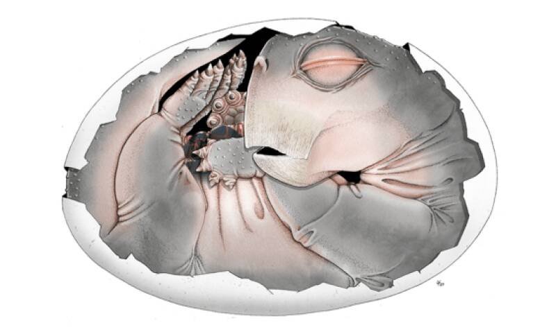 Mammal Ancestors Laid Eggs: New Evidence and What it Means