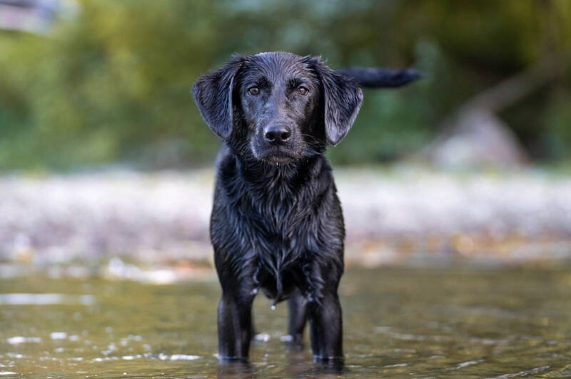 Animal Rescue in Okanagan Receives $60K Boost for Emergency Response