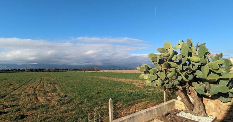 Mallorca Halts New Renewable Energy Projects: What it Means for You