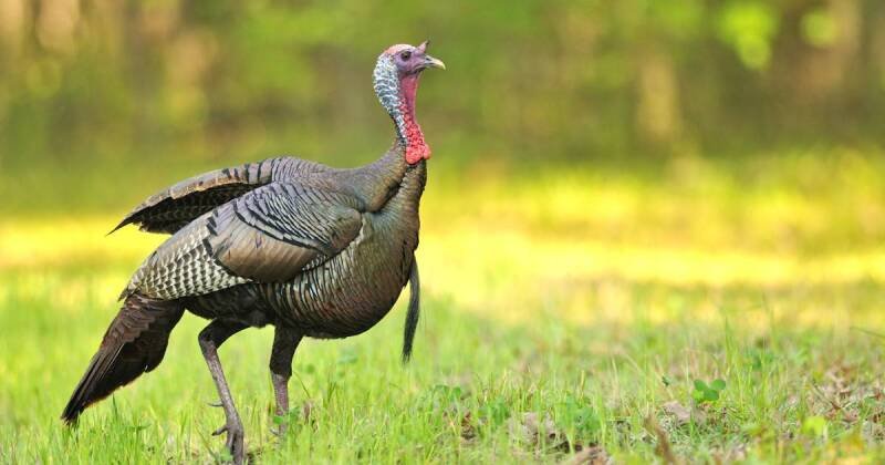 Turkey Hunting Season Opens: What Hunters Need to Know