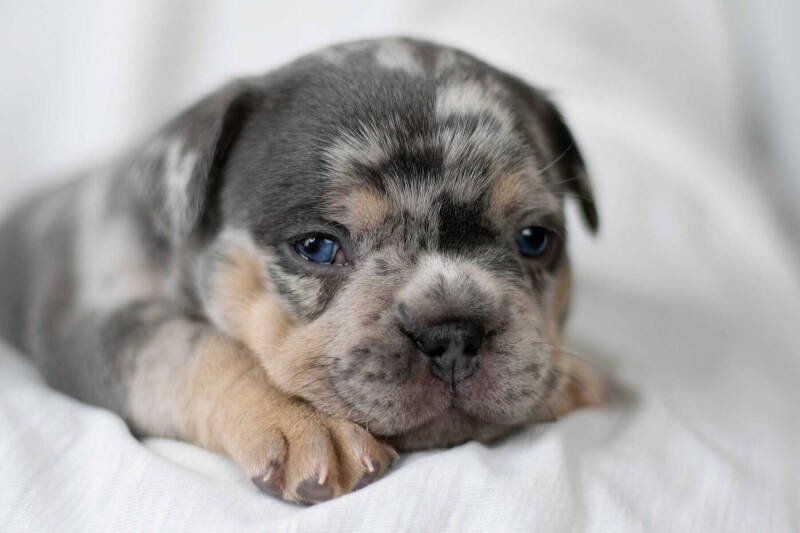 Raising a Puppy: The Exhausting, Rewarding Reality