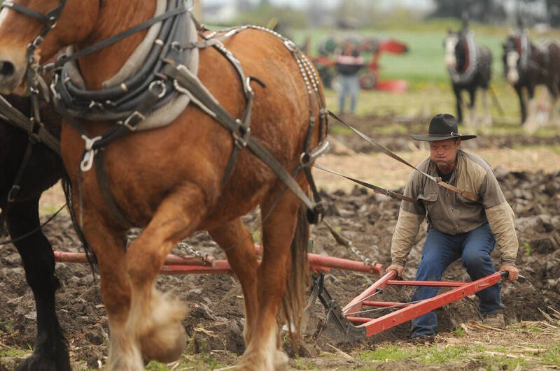 North Okanagan Farmers Impress at Chilliwack Plowing Match: A Deep Dive