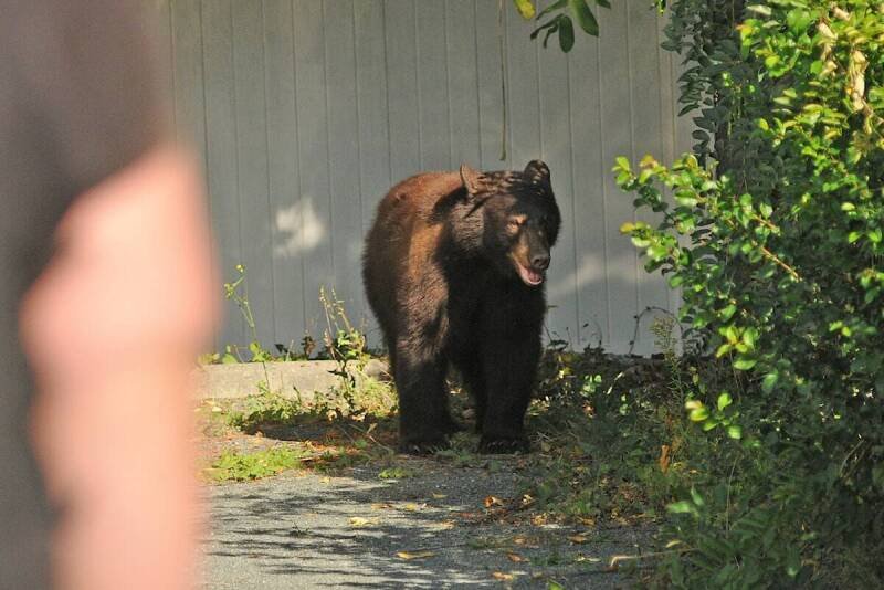 Prince George Residents Asked to Collect Bear Poop for Science! Understanding Urban Bear Behavior